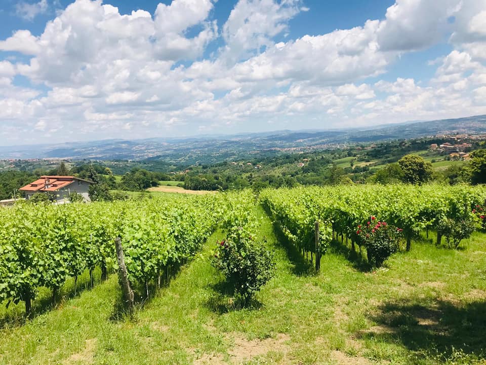 Adotta una Vite - Azienda: Rocca del Principe - Vitigni Irpini