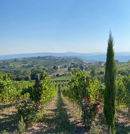 Adotta una Vite - Azienda: Rocca del Principe - Vitigni Irpini