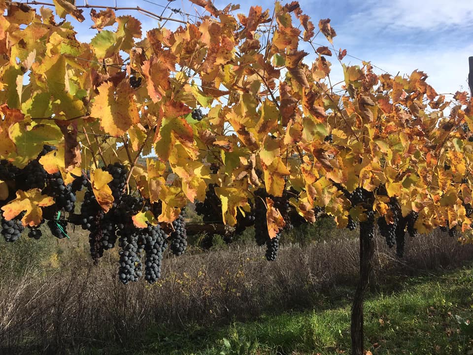 Adotta una Vite - Azienda: Tenuta De Lisio - Vitigni Irpini