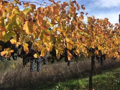 Adotta una Vite - Azienda: Tenuta De Lisio - Vitigni Irpini