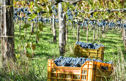 Adotta una Vite - Azienda: Tenuta De Lisio - Vitigni Irpini