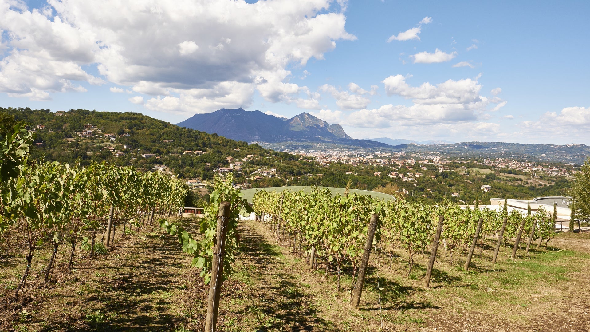 Adotta una Vite - Azienda: Villa Raiano - Vitigni Irpini