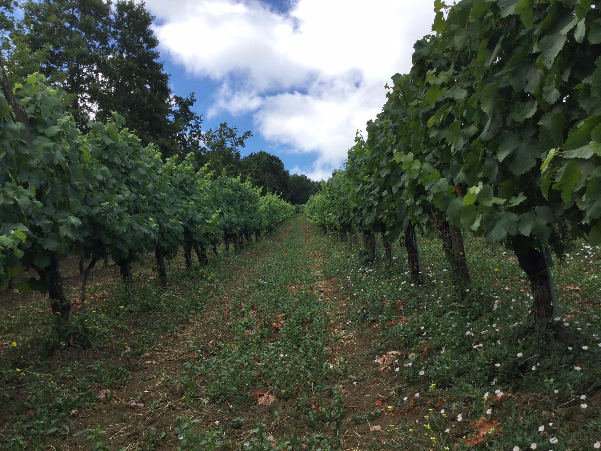 Adotta una Vite - Azienda: Vini Contrada - Vitigni Irpini