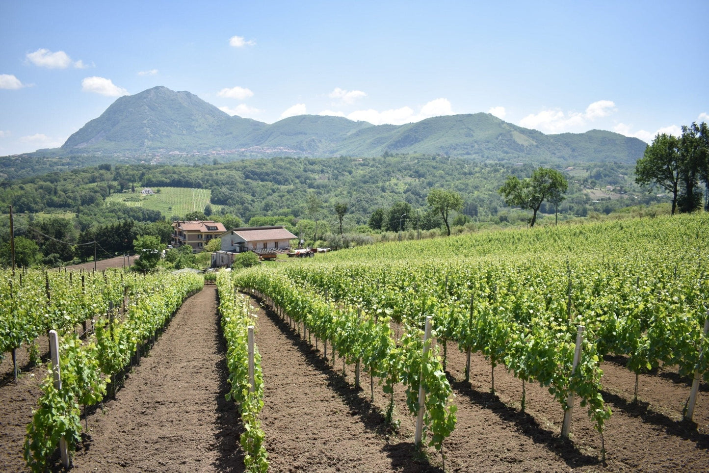 Adotta una Vite - Azienda: Vini Contrada - Vitigni Irpini